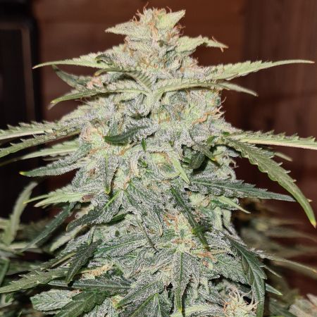 Review photo #3