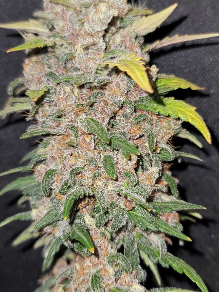 Review photo #2