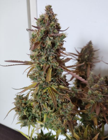 Review photo #3