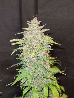 Review photo #1