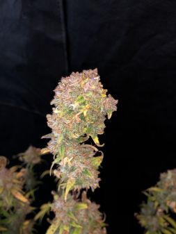 Review photo #2