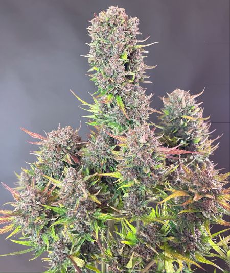 Review photo #5
