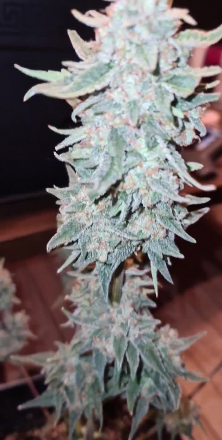 Review photo #1