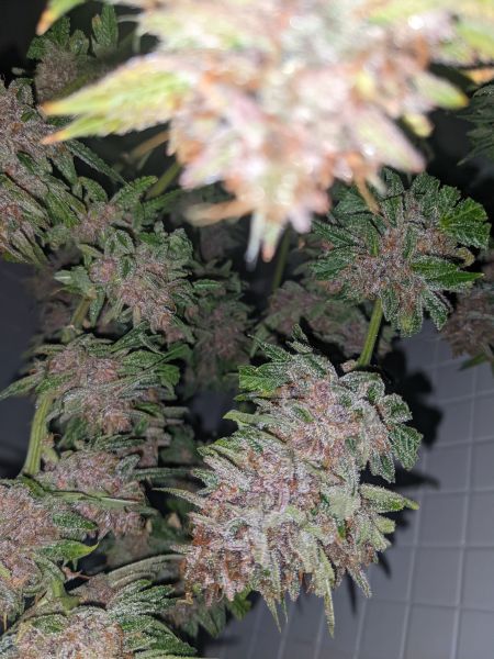 Review photo #4