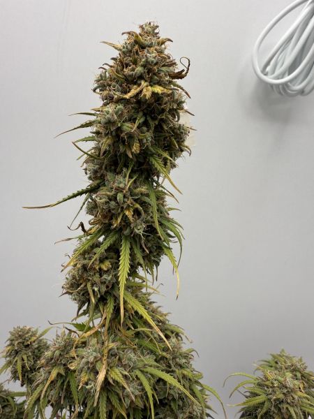 Review photo #8