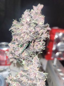 Review photo #2