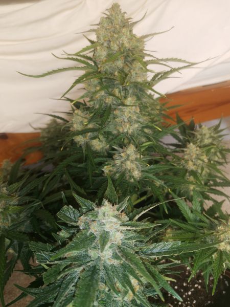 Review photo #7