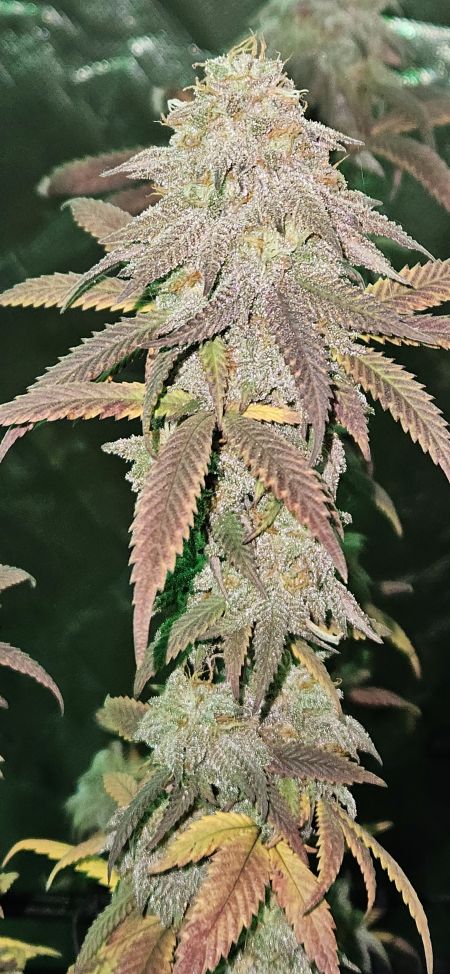 Review photo #10