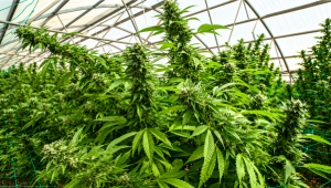 7 Top Tips On Supporting Heavy Buds Indoors (2026)