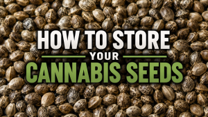 How To Store Your Plants Seeds
