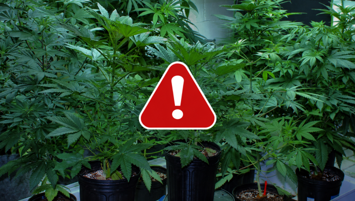 How to Prepare for Indoor Growing Emergencies