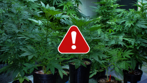 How to Prepare for Indoor Growing Emergencies