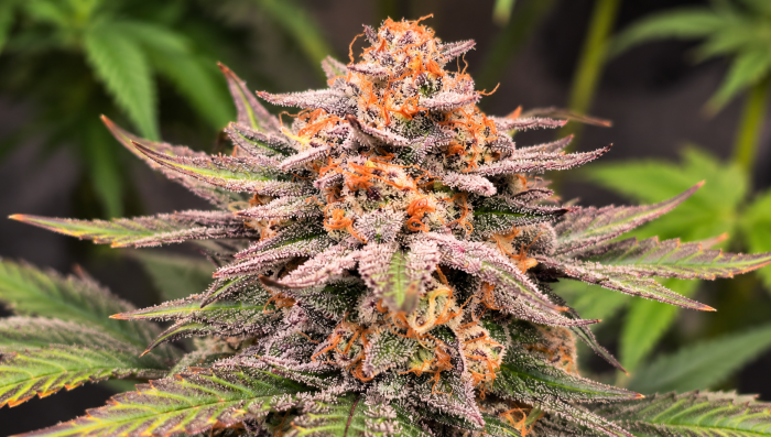 The Benefits of Growing Your Own Plants at Home