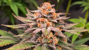 The Benefits of Growing Your Own Plants at Home