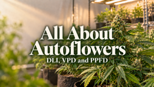 All About Autos - Growth Factors