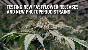 Testing New FF Releases and New Photoperiod Seeds