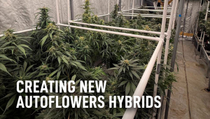Creating new autos hybs