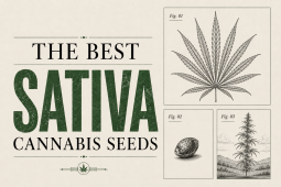 The Best Sat Plants Seeds of 2026