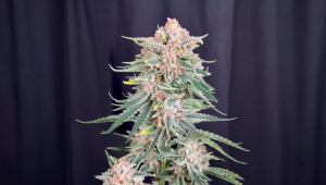Cherry Cola RF3 Near Return: Locking In Color, Flavor, and Stability