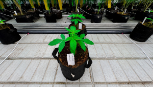Lemon Cherry Cookies Auto: The Next Generation Under Evaluation