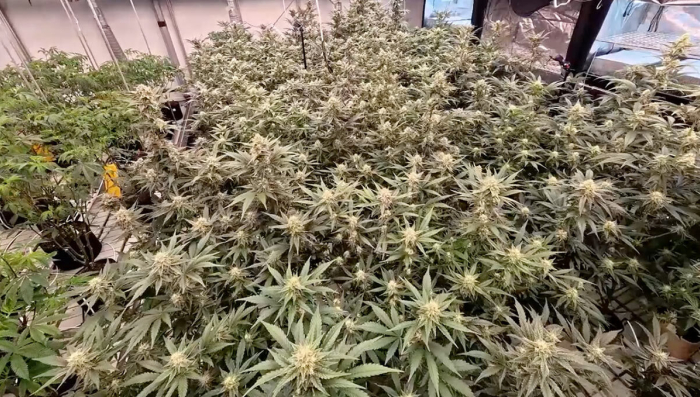 Inside Our Testing Room: What Happens After Months of Breeding?