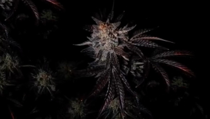 Mendo Frost Auto: Still Think Photoperiods Do It Better?