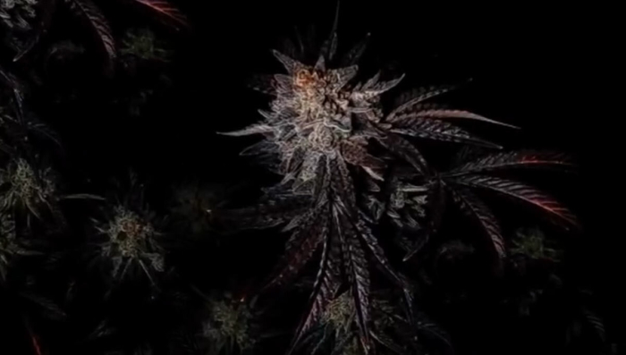 Mendo Frost Auto: Still Think Photoperiods Do It Better?