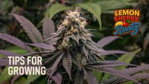 Do Not Grow Lemon Cherry Runtz Before Watching This Video