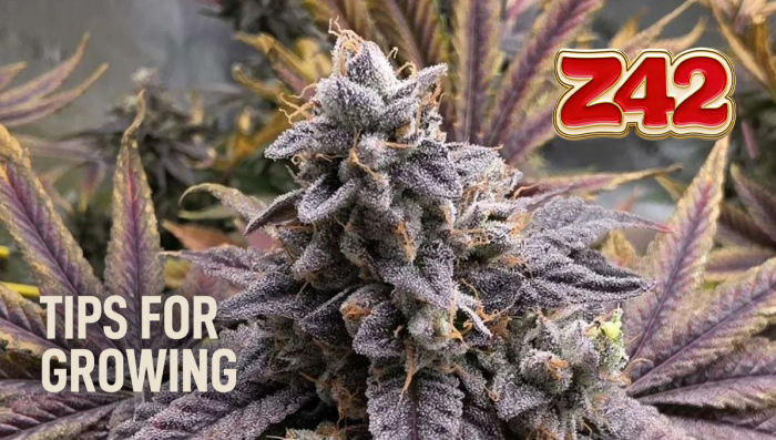 Do Not Grow Z42 Before Watching This Video