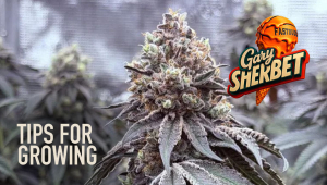 Tips For Growing Gary Sherbet