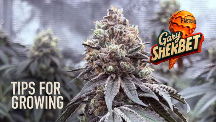 Tips For Growing Gary Sherbet