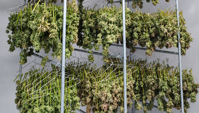 How to Dry Plants Buds