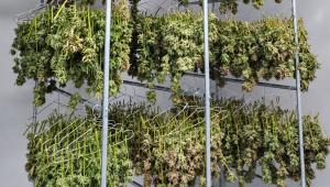How to Dry Plants Buds