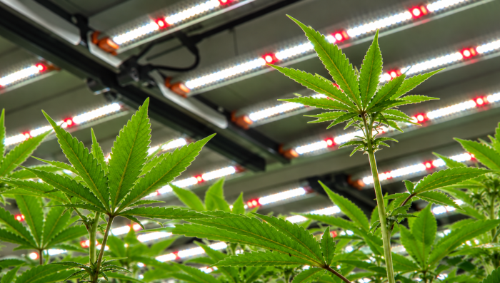 Can You Grow Autos with LEDs?