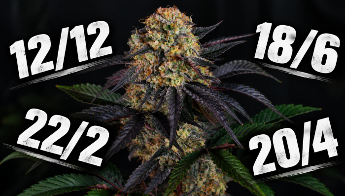 What Light Cycle is Best for Autos?