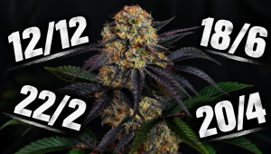 What Light Cycle is Best for Autos?