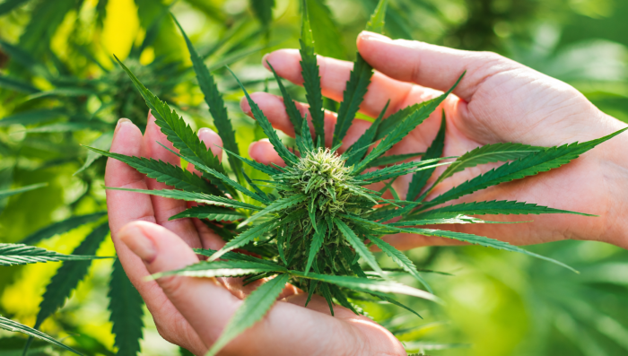 Top 4 Gründe, warum du dein eigenes Plants anbauen solltest