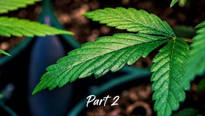 How to Grow Plants Indoors: a Beginners guide - 2026 (Part 2)
