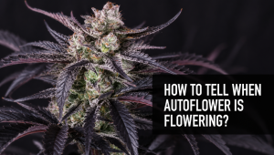 How To Tell When Auto Is Flowering: Week-by-Week Grow
