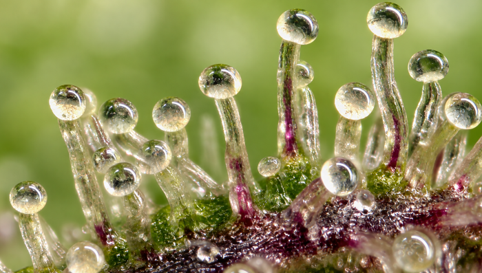 What Are Frosts And Their Importance