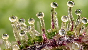 What Are Frosts And Their Importance