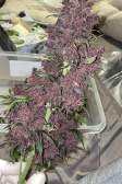 Instagram Purple Lemonade Auto
