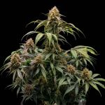 Instagram Guava Sundae Auto™