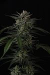 Instagram Banana Guava Auto™