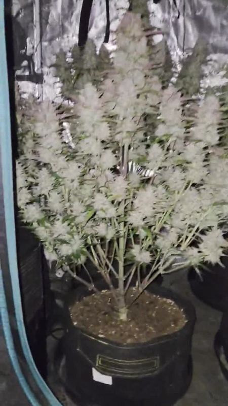 Strawberry Gorilla Auto @djodjoo27 DIS 