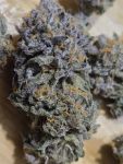 Instagram Strawberry Gorilla Auto RF3™