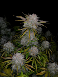 Instagram Cherry Cola Auto