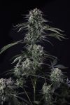 Instagram Banana Guava Auto™