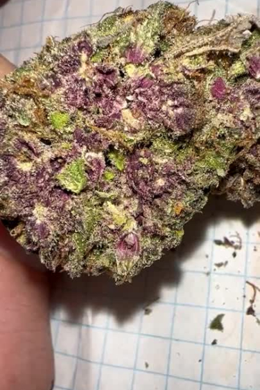 Strawberry Gorilla Auto - Freshly Trimmed Purple Return