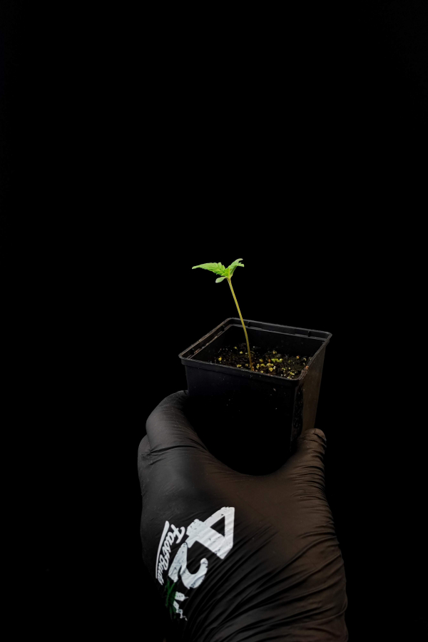 Instagram 420 Gloves Pack 3 pairs